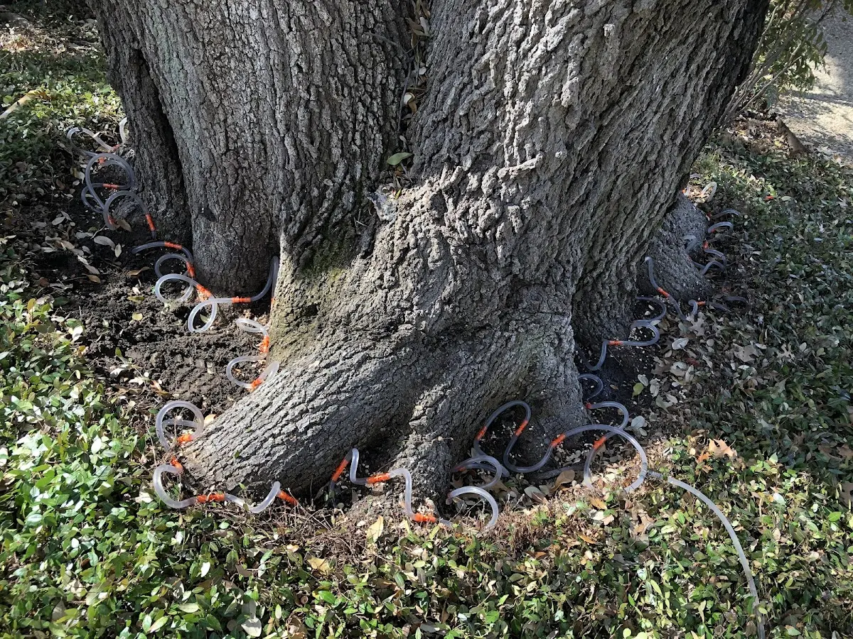 Detailed Tree Cabling and Bracing job site in Morganville