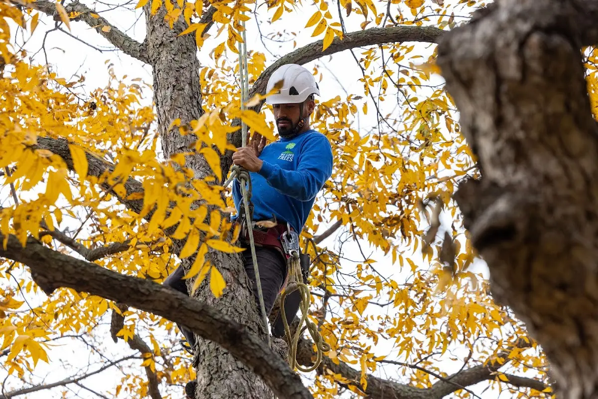 Skilled Tree Pruning crew working in Morganville
